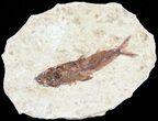 Knightia Fossil Fish - Wyoming #60812-1